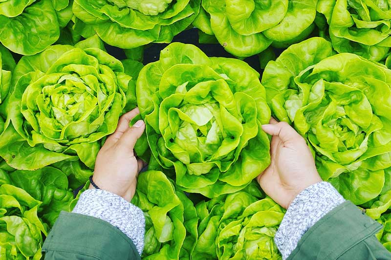 Our Produce horticulture vegetable produce image.jpg