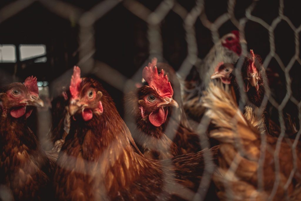 Our Produce nighthawstudio vd8jxvqtqfi unsplash