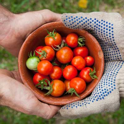 GALfarms horticulture vegetable produce.jpg