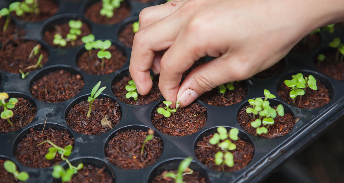 Our Farm horticulturist seeding plants.jpg