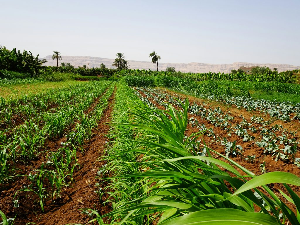 GALfarms m abnodey w48i6omfscm unsplash