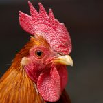GALfarms niclas dehmel qgqe9y9v2qi unsplash